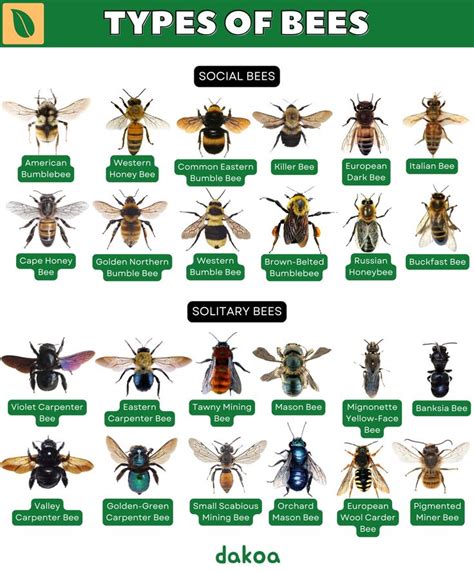 Image result for Bee Coding Java