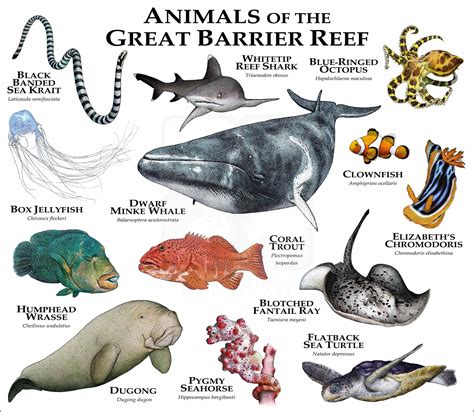 Coral Reef Animals And Plants
