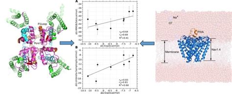 Determination of the μ-Conotoxin PIIIA Specificity Against Voltage ...