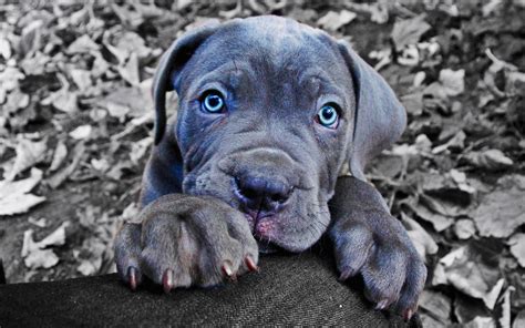 Blue Cane Corso Mastiff Puppy