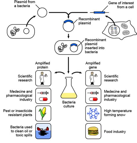 Recombinant DNA 的图像结果