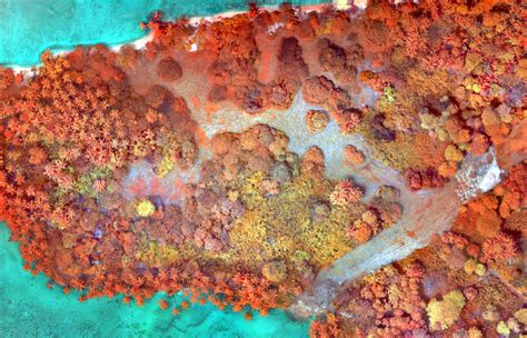 Multispectral Imaging Applications 的图像结果