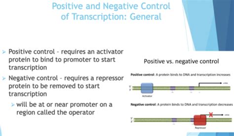 Image result for Positive and Negative Control Gene Regulation