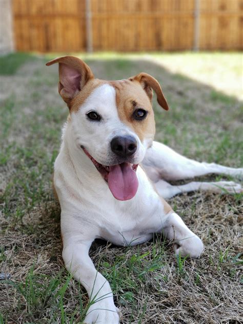 Can Dogs Eat Ube (Purple Yam)? A Comprehensive Guide – Animal Info Hub