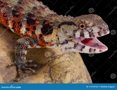 Chinese Crocodile Lizard, Shinisaurus Crocodilurus Stock Photo - Image of iucn, china: 114724156