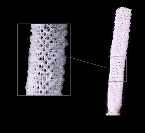 Sponges of the North East Pacific Ocean