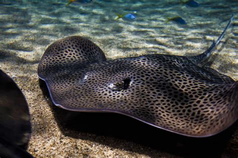 Types Of Sting Rays at Alana Minns blog