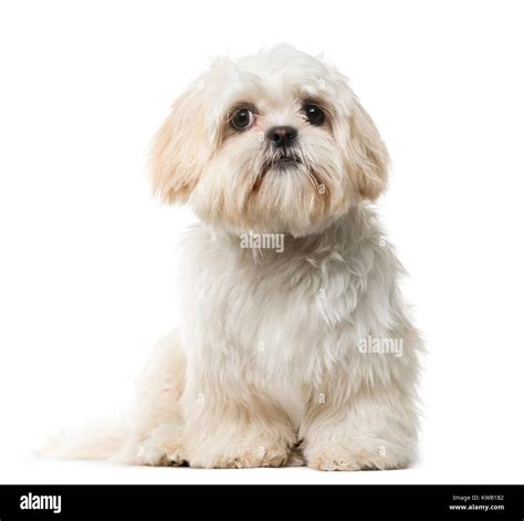 Cute White Shih Tzu Puppies