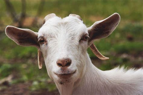 Image result for Goat Cheese Making Process