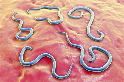 Does Freezing Kill Roundworms And Other Parasites?