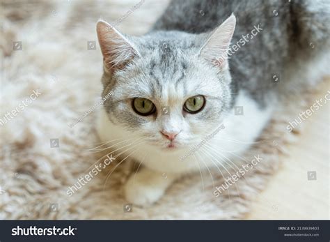 1.054 imagens de Cat head tilt Imagens, fotos stock e vetores ...