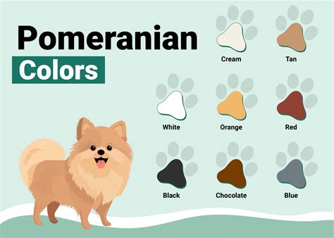 16 Pomeranian Colors & Patterns (With Pictures) – Dogster