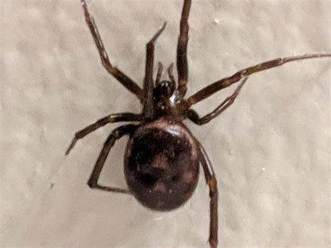 Western Washington State Spider ID? Common House Spider? : r/spiders