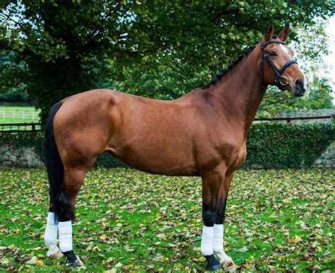 Warmblood Paint Horses For Sale at Tashia Saenz blog