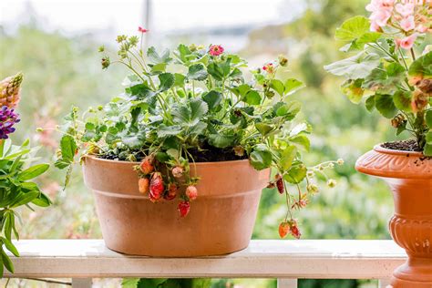 How to Grow Strawberry Plants in Pots