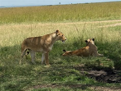 Beyond the great migration, Masai Mara offers fresh perspectives into ...