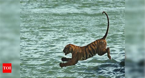 Anamalai Tiger Reserve: Tiger census begins in Anamalai Tiger Reserve ...