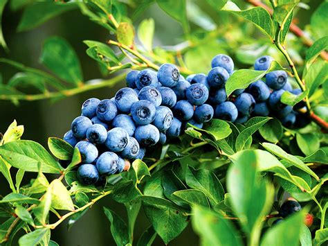Can You Grow Blueberries In Water at George Ochoa blog