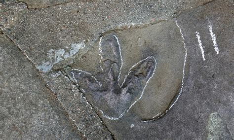 河北承德避暑山庄发现大量侏罗纪恐龙足迹化石：包括恐爪龙类、实雷龙、韩国鸟和雷龙 - 新闻中心 - 化石网