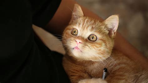 Do Cats Know Their Names? Understanding Feline Recognition - Best Cat ...