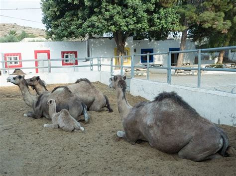 Camelus (Pechina) - All You Need to Know BEFORE You Go