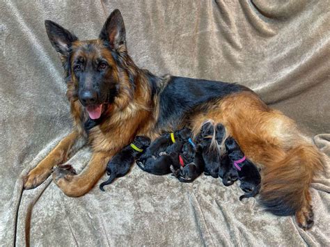 Tiltonhaus German Shepherds - German Shepherd Dog Puppies For Sale In ...