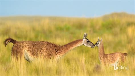 Bing Picazo 的图像结果