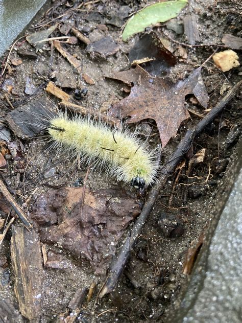 About American Dagger Moth - Maryland Biodiversity Project
