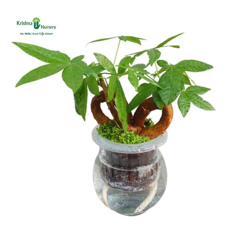 Pachira Plant Knotted with Hydroponic Planter