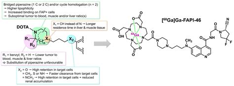 Unveiling the Tumor Microenvironment Through Fibroblast Activation ...