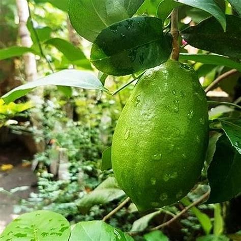 GOLDEN BLOOM lemon plant Gandharaj Nimbu Plant Hybrid Air Layering ...