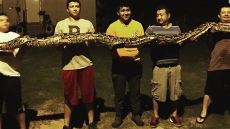 Image result for 40-Foot Python