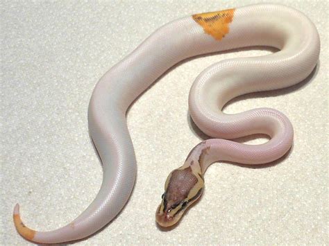 Superfly Ball Python 的图像结果