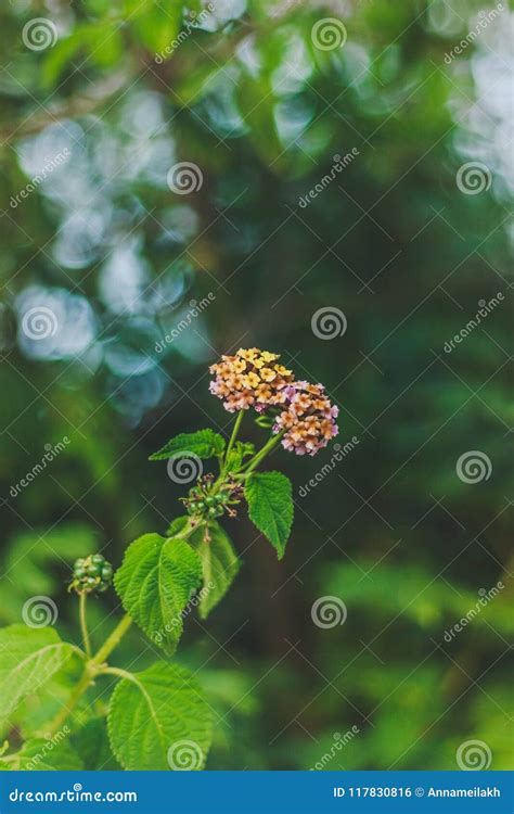 Poisonous Plant Lantana Camara. Beautiful Green Bokeh. Vertical Shot ...