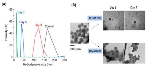 Construction of Boronophenylalanine-Loaded Biodegradable Periodic ...