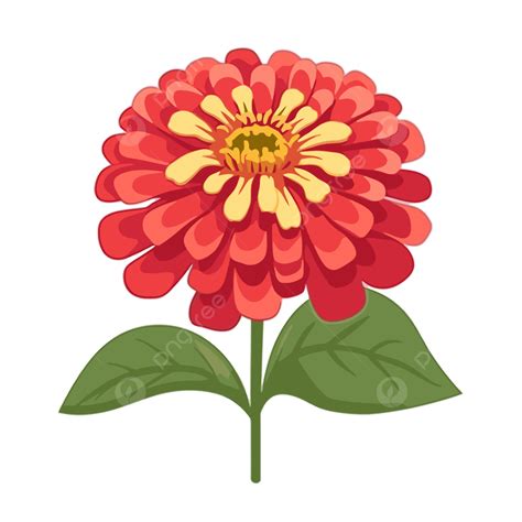 Desenho De Zinia Elegans Descubra A Beleza Da Zínia Elegans