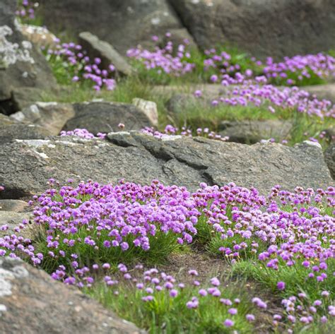 The 14 Best Rock Garden Plants for an Enchanting Rockery