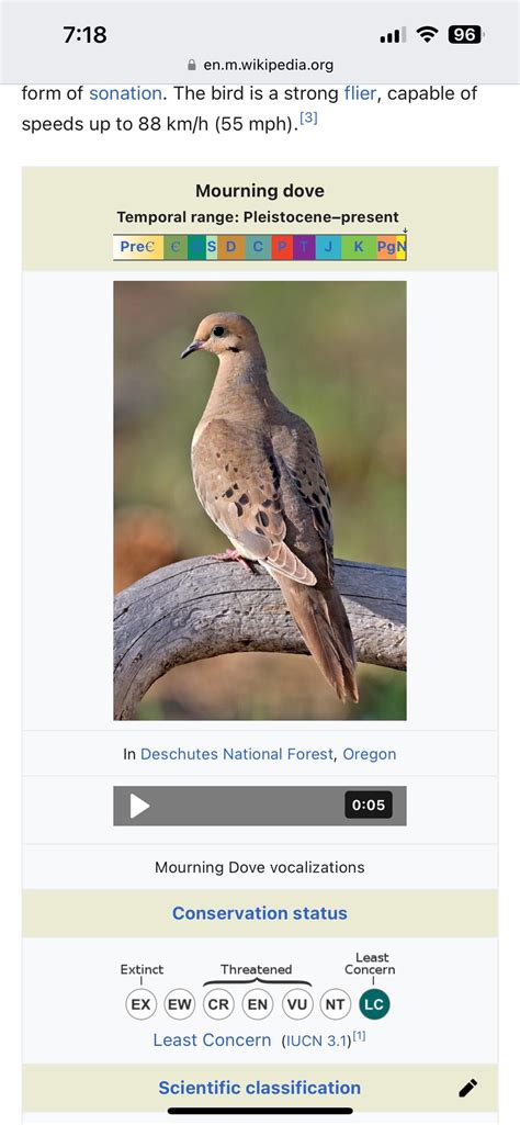 Mourning Dove Bird Call: Nature's Gentle Melody - Birds