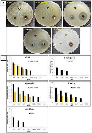 Photocatalytic and Antimicrobial Activities of Biosynthesized Silver ...