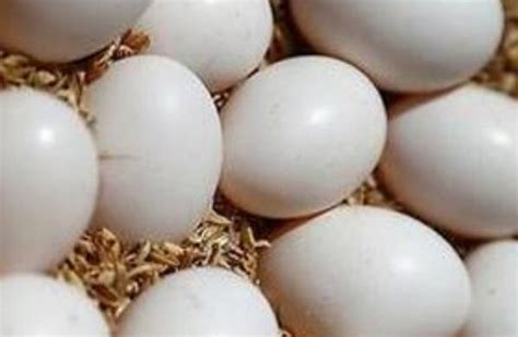 【鸽子蛋】鸽子蛋的功效与作用及食用方法_果蔬百科全说z.xiziwang.net