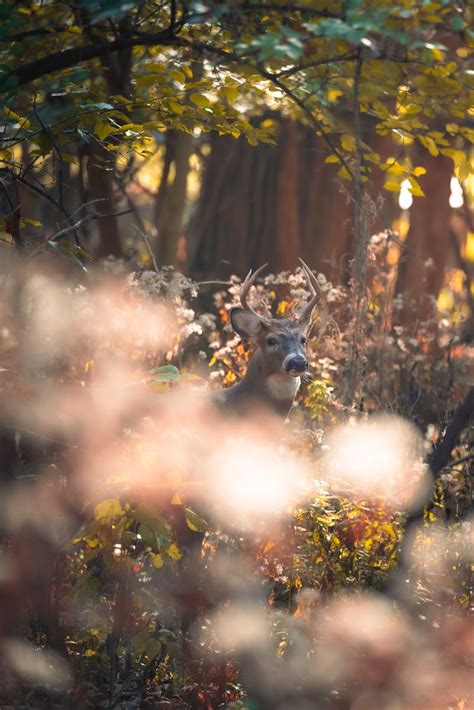 Image result for buck