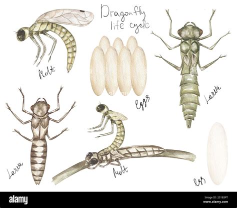 watercolor hand drawn dragonfly life cycle illustration set, children ...