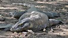 Komodo Wallpaper by Komodo Wallpapers Images Photos Pictures Backgrounds Komodo Wallpaper