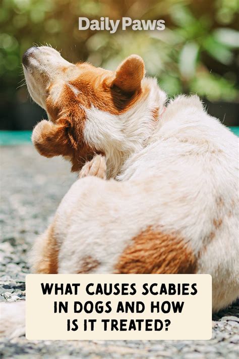 scabies treatment dogs