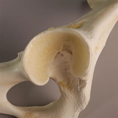 Os coxae (Hip Bone) | Article - Vetflow