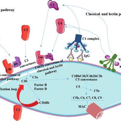 Image result for MBL Pathway Complement System