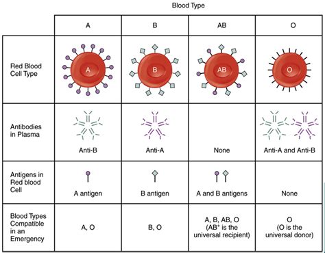 Science Rendezvous » Blood Typing: Exploring the Human Blood Systems, Antigens & Antibodies