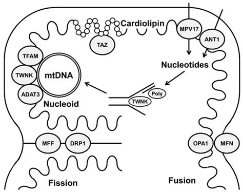 Mitochondrial Membranes and Mitochondrial Genome: Interactions and ...