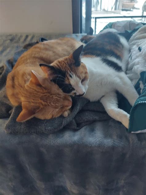 My cat Mochi ate a little bit of my aloe vera plant, and now he is not ...