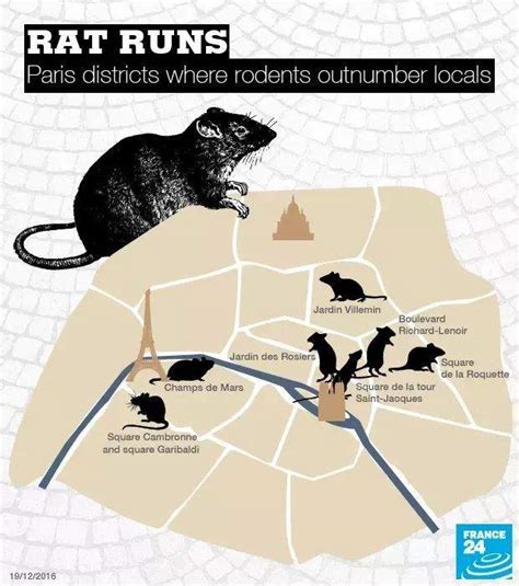 灭鼠计划又惨败，巴黎市长：我们与600万老鼠和谐相处吧！_腾讯新闻